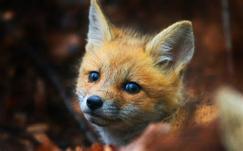 cute fox photos|cute fox wallpaper photos.